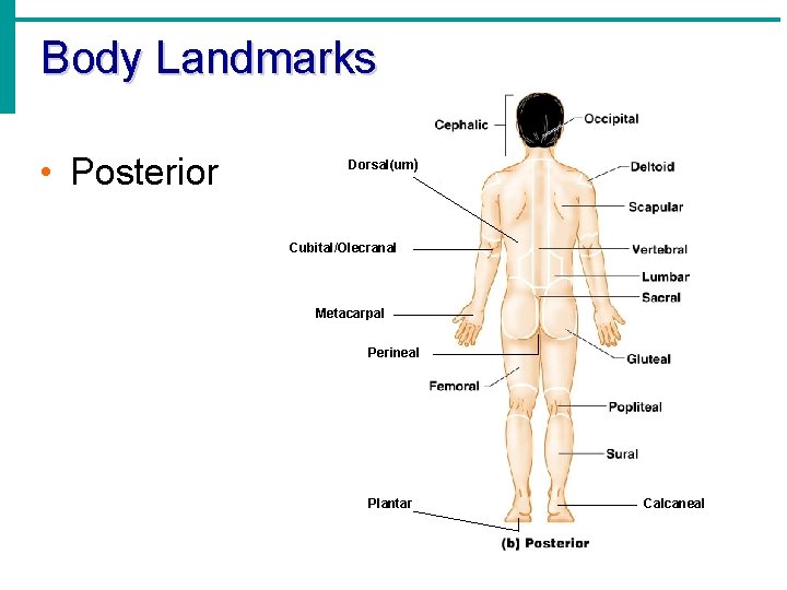 Body Landmarks • Posterior Dorsal(um) Cubital/Olecranal Metacarpal Perineal Plantar Calcaneal 