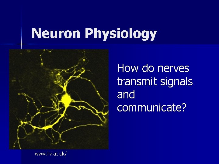 Neuron Physiology How do nerves transmit signals and communicate? www. liv. ac. uk/ 