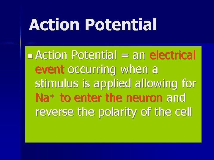 Action Potential n Action Potential = an electrical event occurring when a stimulus is