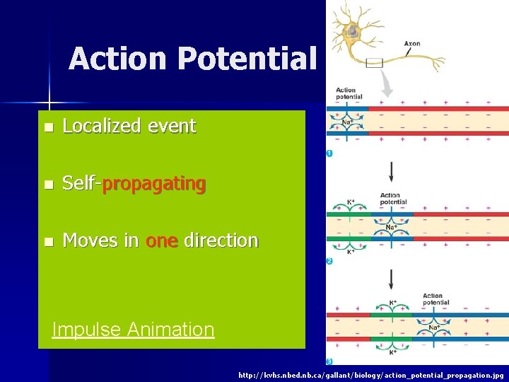 Action Potential n Localized event n Self-propagating n Moves in one direction Impulse Animation