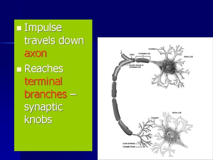 n Impulse travels down axon n Reaches terminal branches – synaptic knobs 