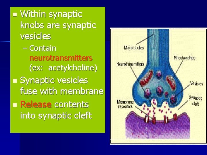 n Within synaptic knobs are synaptic vesicles – Contain neurotransmitters (ex: acetylcholine) Synaptic vesicles