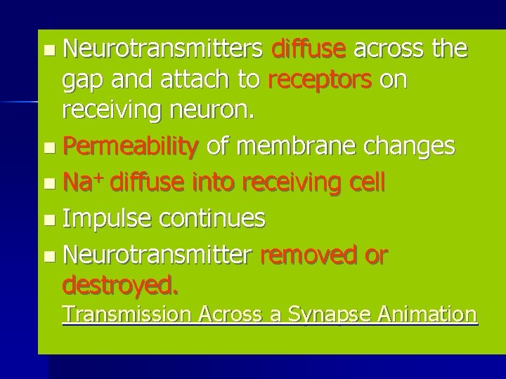 n Neurotransmitters diffuse across the gap and attach to receptors on receiving neuron. n