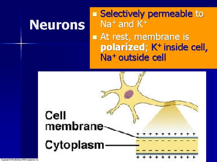 Neurons Selectively permeable to Na+ and K+ n At rest, membrane is polarized; K+