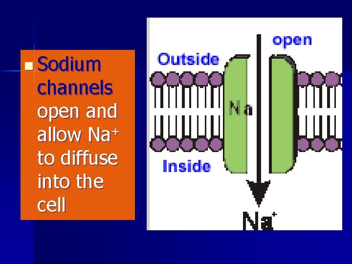 n Sodium channels open and allow Na+ to diffuse into the cell 