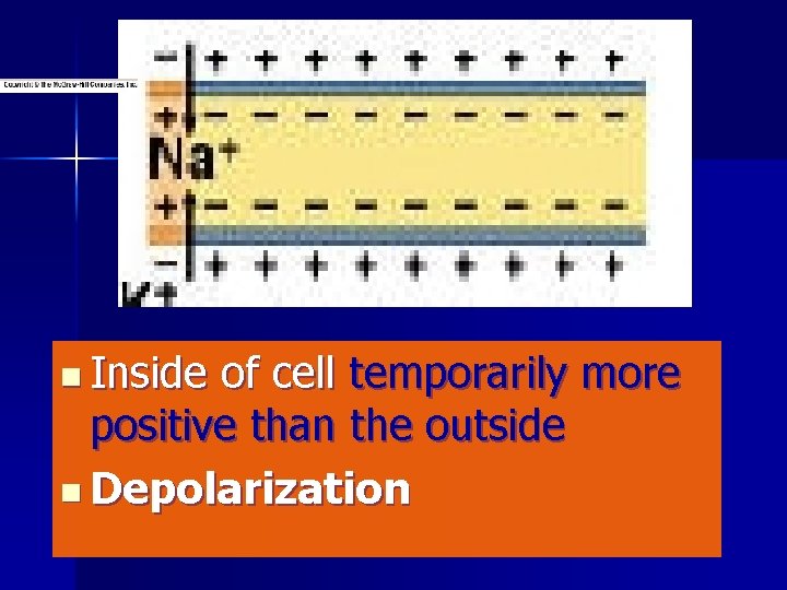 n Inside of cell temporarily more positive than the outside n Depolarization 