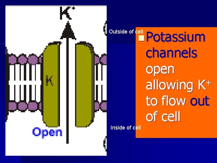 n Potassium Outside of cell channels open allowing K+ to flow out of cell