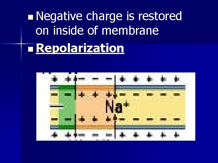 n Negative charge is restored on inside of membrane n Repolarization 