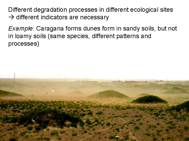 Different degradation processes in different ecological sites different indicators are necessary Example: Caragana forms