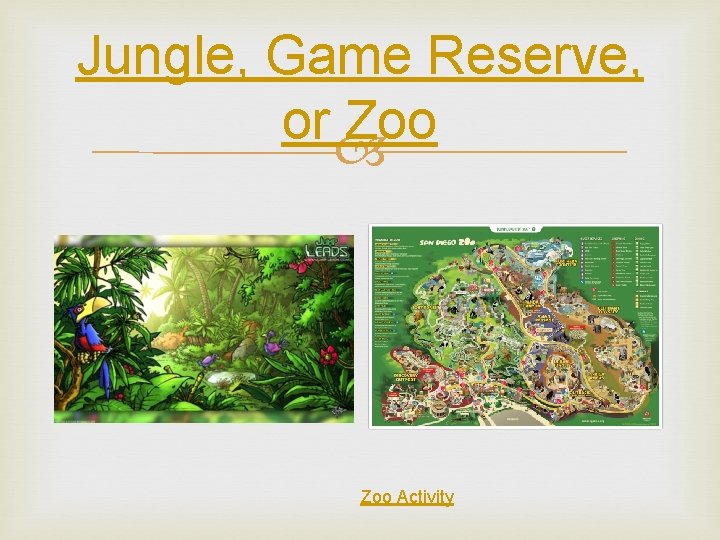 Jungle, Game Reserve, or Zoo Activity 