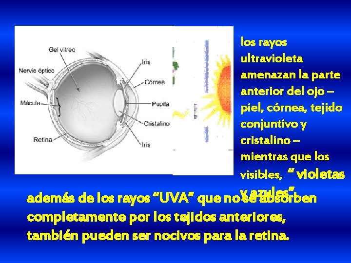 los rayos ultravioleta amenazan la parte anterior del ojo – piel, córnea, tejido conjuntivo