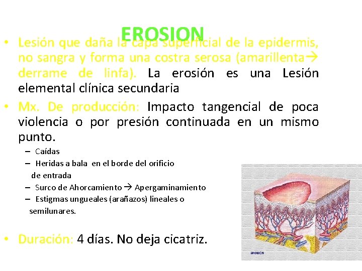 EROSION • Lesión que daña la capa superficial de la epidermis, no sangra y