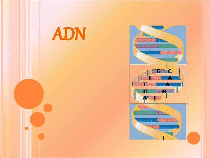 ADN 