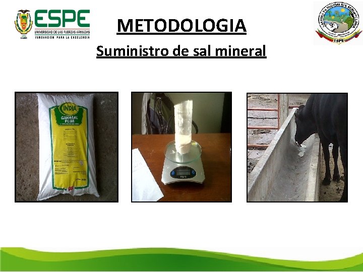 METODOLOGIA Suministro de sal mineral 