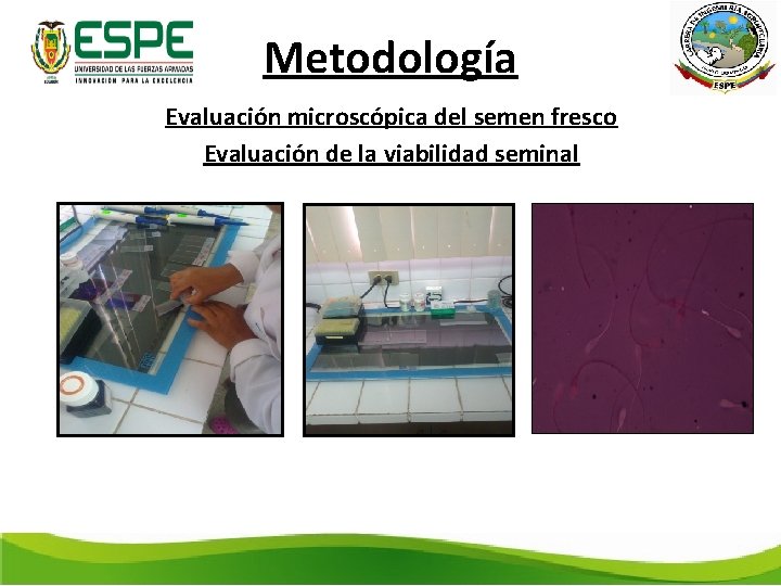 Metodología Evaluación microscópica del semen fresco Evaluación de la viabilidad seminal 