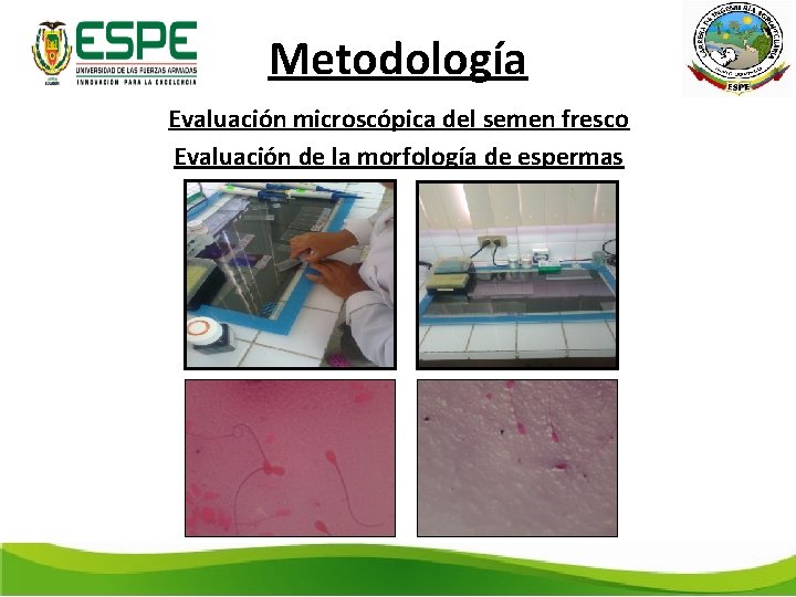 Metodología Evaluación microscópica del semen fresco Evaluación de la morfología de espermas 