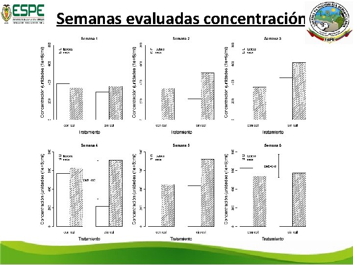 Semanas evaluadas concentración 
