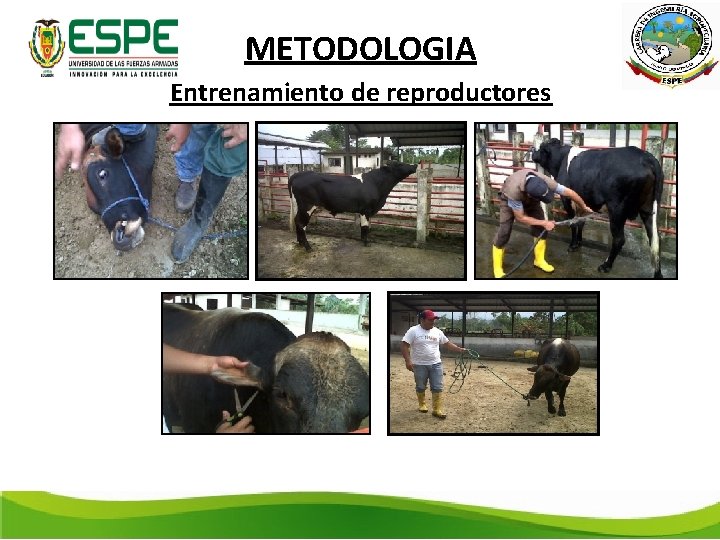 METODOLOGIA Entrenamiento de reproductores 