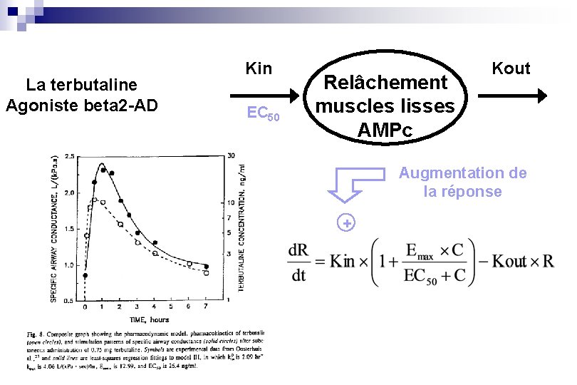 La terbutaline Agoniste beta 2 -AD Kin EC 50 Relâchement muscles lisses AMPc Kout