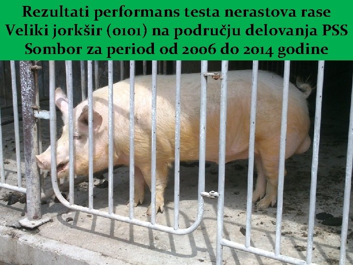 Rezultati performans testa nerastova rase Veliki jorkšir (0101) na području delovanja PSS Sombor za