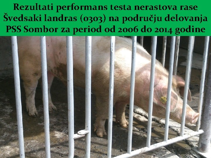 Rezultati performans testa nerastova rase Švedsaki landras (0303) na području delovanja PSS Sombor za