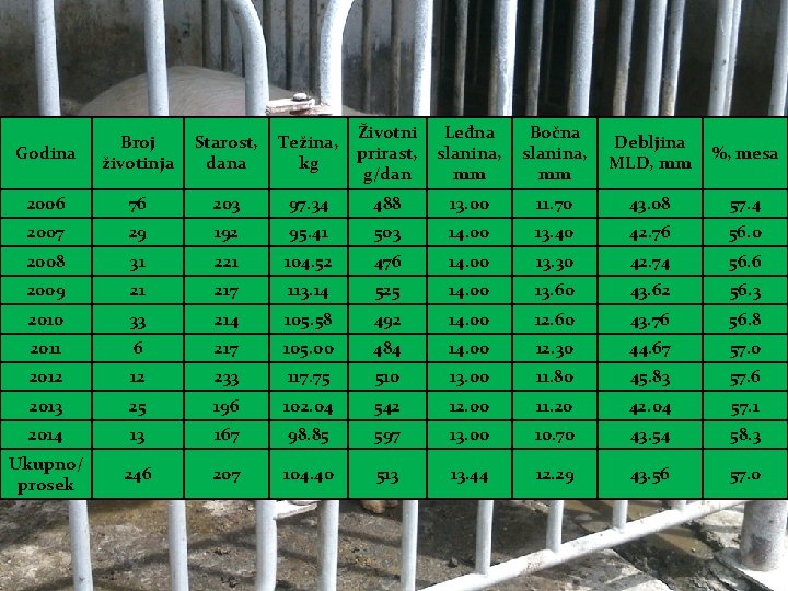 Godina Broj životinja Starost, dana Težina, kg Životni prirast, g/dan Leđna slanina, mm Bočna