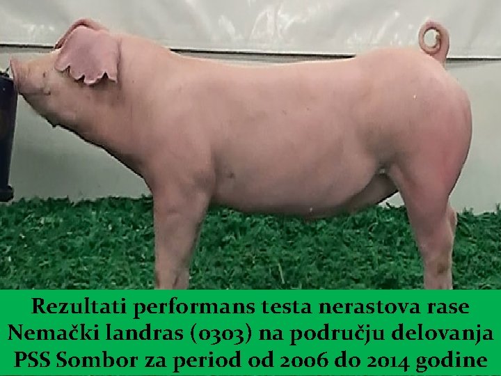 Rezultati performans testa nerastova rase Nemački landras (0303) na području delovanja PSS Sombor za