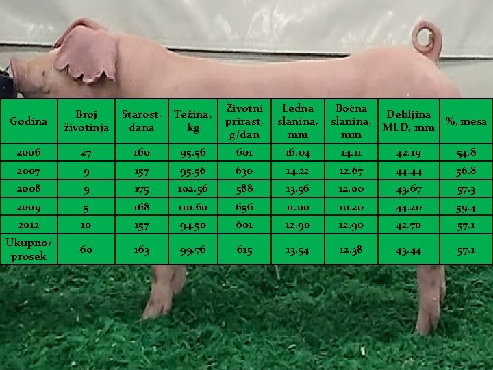 Godina Broj životinja Starost, dana Težina, kg Životni prirast, g/dan Leđna slanina, mm Bočna