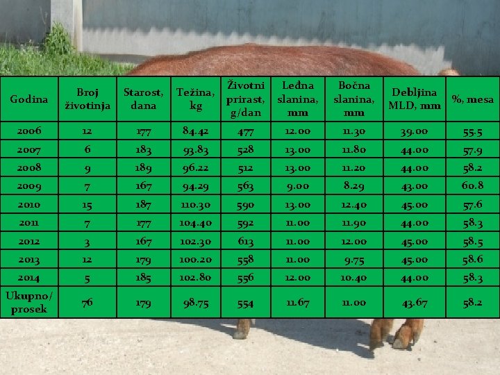 Godina Broj životinja Starost, dana Težina, kg Životni prirast, g/dan Leđna slanina, mm Bočna