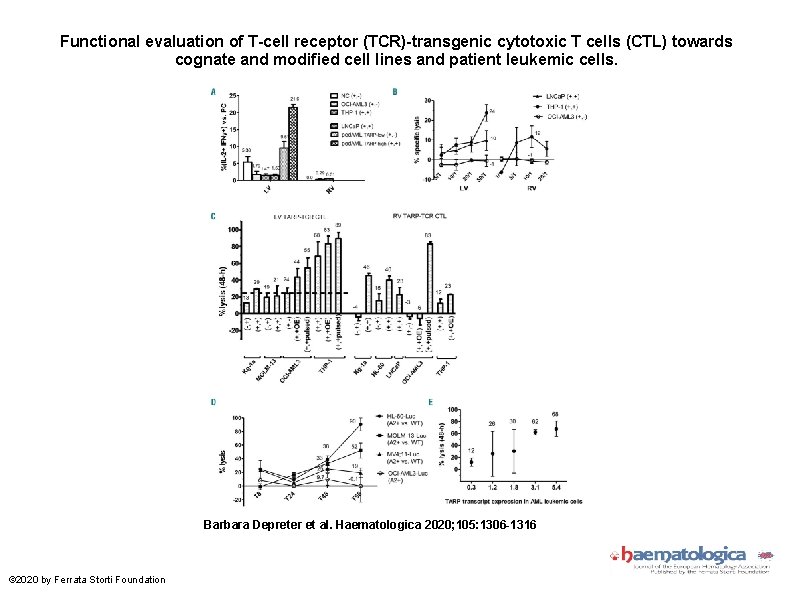 Functional evaluation of T-cell receptor (TCR)-transgenic cytotoxic T cells (CTL) towards cognate and modified