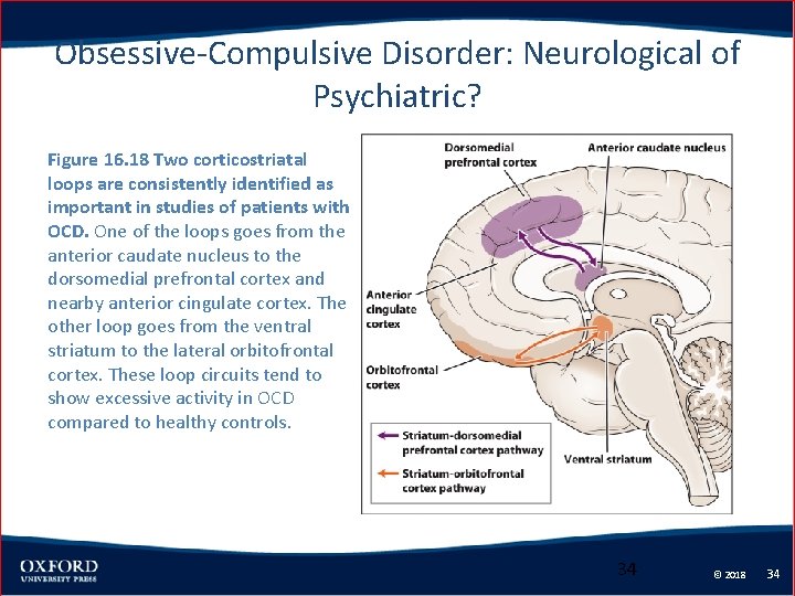 Obsessive-Compulsive Disorder: Neurological of Psychiatric? Figure 16. 18 Two corticostriatal loops are consistently identified