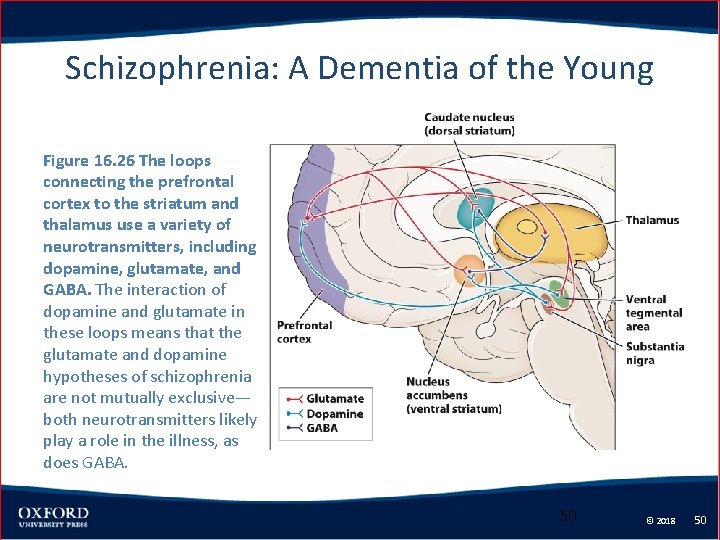 Schizophrenia: A Dementia of the Young Figure 16. 26 The loops connecting the prefrontal