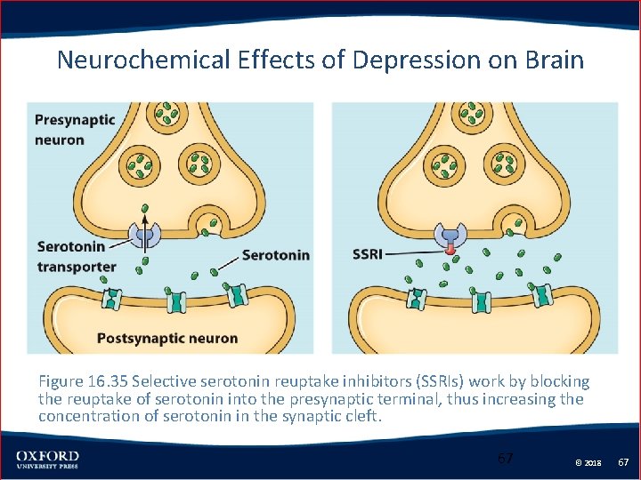 Neurochemical Effects of Depression on Brain Figure 16. 35 Selective serotonin reuptake inhibitors (SSRIs)