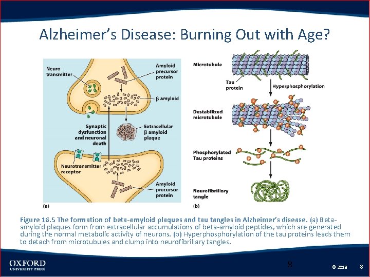 Alzheimer’s Disease: Burning Out with Age? Figure 16. 5 The formation of beta-amyloid plaques