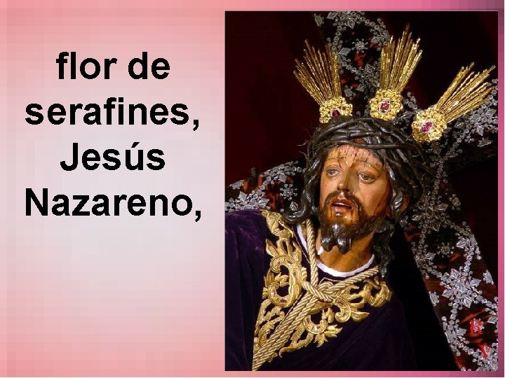 flor de serafines, Jesús Nazareno, 