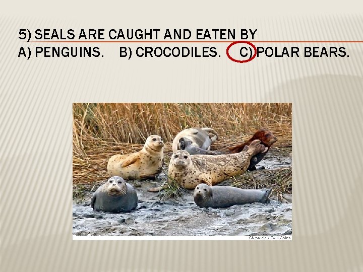 5) SEALS ARE CAUGHT AND EATEN BY A) PENGUINS. B) CROCODILES. C) POLAR BEARS.