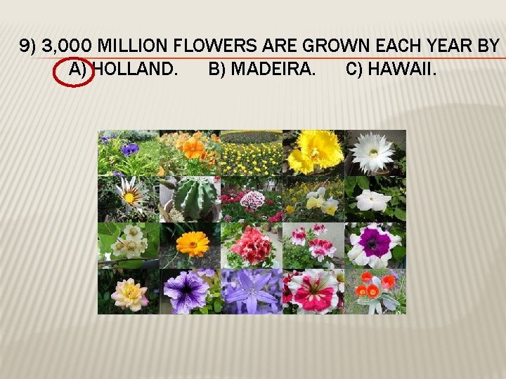 9) 3, 000 MILLION FLOWERS ARE GROWN EACH YEAR BY A) HOLLAND. B) MADEIRA.