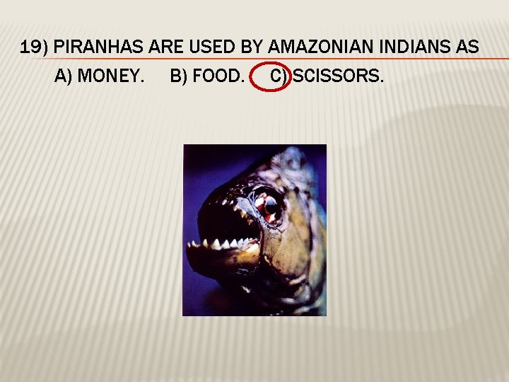 19) PIRANHAS ARE USED BY AMAZONIAN INDIANS AS A) MONEY. B) FOOD. C) SCISSORS.