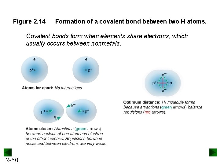 Figure 2. 14 Formation of a covalent bond between two H atoms. Covalent bonds
