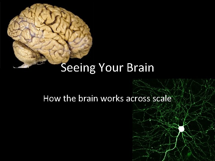 Seeing Your Brain How the brain works across scale 