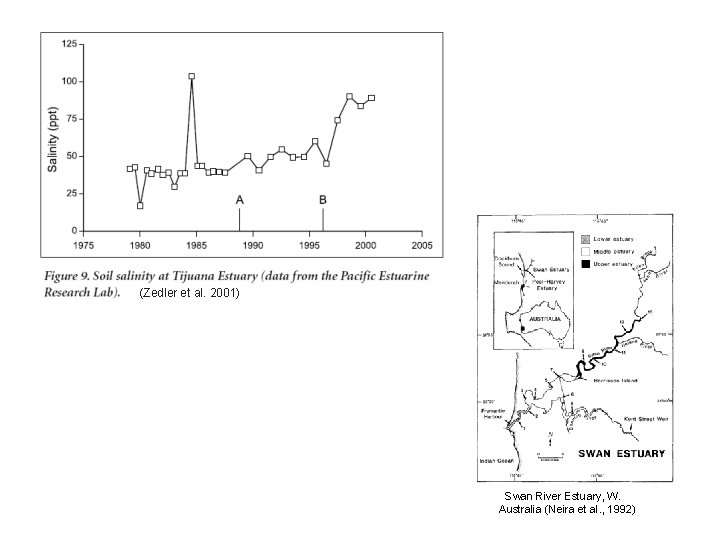 (Zedler et al. 2001) Swan River Estuary, W. Australia (Neira et al. , 1992) (Zedler et al. 2001) Swan River Estuary, W. Australia (Neira et al. , 1992)