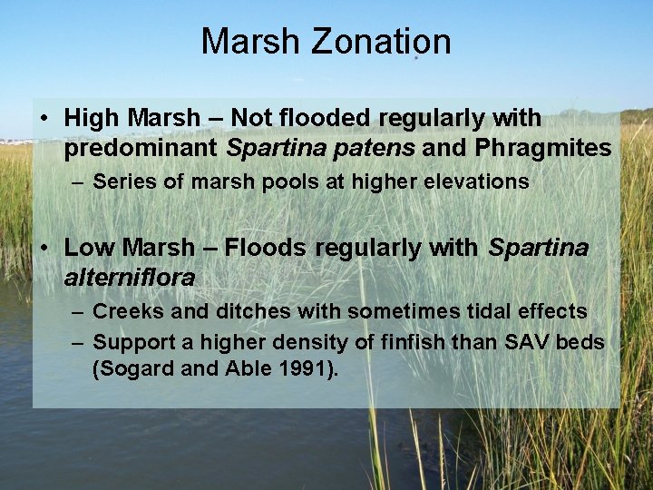 Marsh Zonation • High Marsh – Not flooded regularly with predominant Spartina patens and Marsh Zonation • High Marsh – Not flooded regularly with predominant Spartina patens and