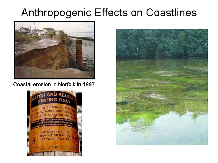 Anthropogenic Effects on Coastlines Coastal erosion in Norfolk in 1997 Anthropogenic Effects on Coastlines Coastal erosion in Norfolk in 1997
