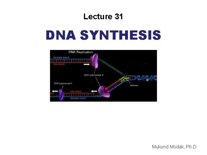 Lecture 31 DNA SYNTHESIS Mukund Modak, Ph. D. 