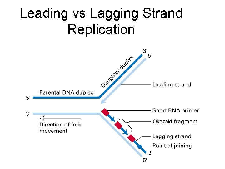 Leading vs Lagging Strand Replication 3’ 