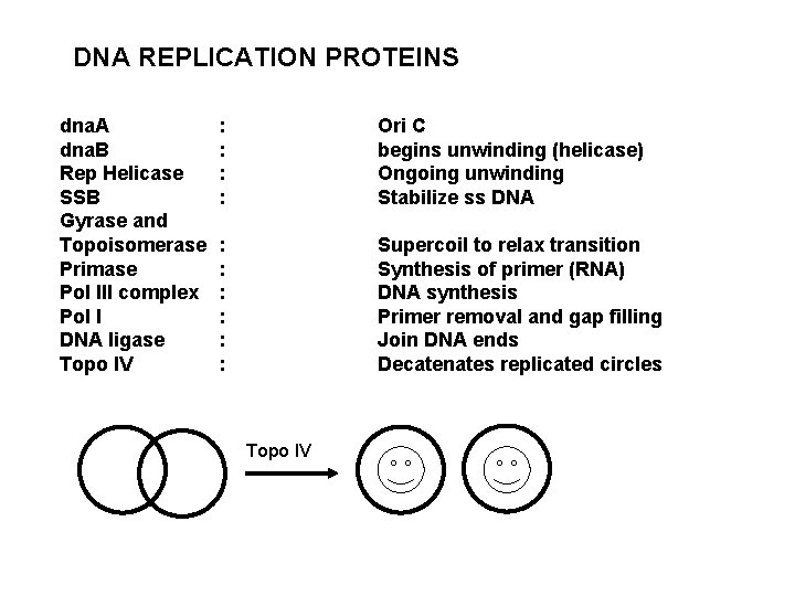 DNA REPLICATION PROTEINS dna. A dna. B Rep Helicase SSB Gyrase and Topoisomerase Primase
