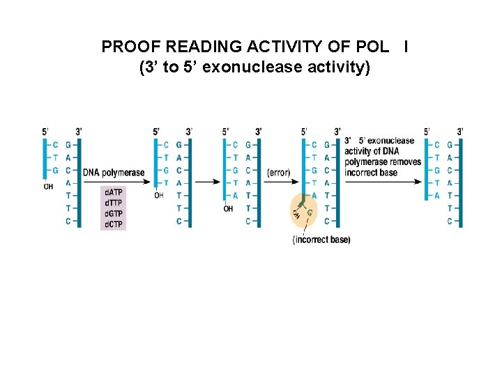 PROOF READING ACTIVITY OF POL I (3’ to 5’ exonuclease activity) 