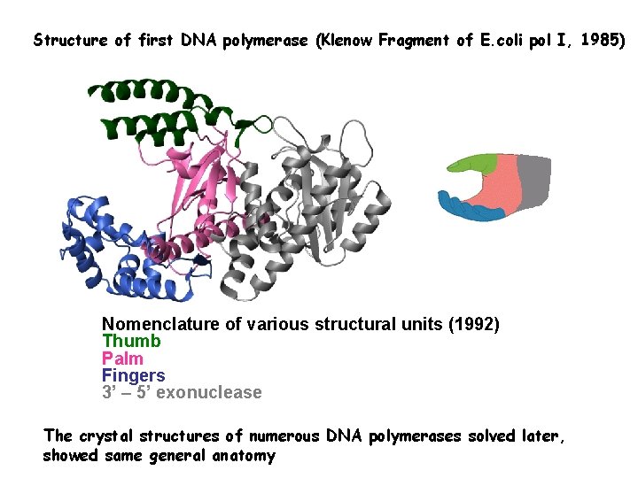 Structure of first DNA polymerase (Klenow Fragment of E. coli pol I, 1985) Nomenclature