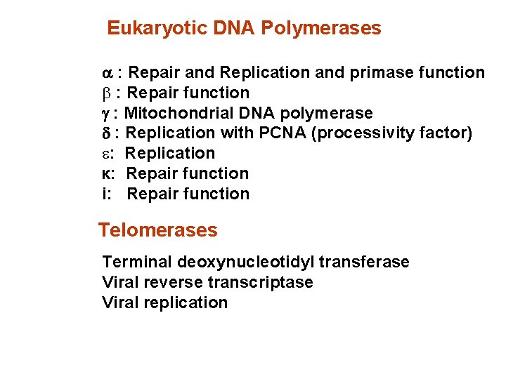 Eukaryotic DNA Polymerases a : Repair and Replication and primase function b : Repair