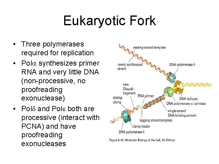 Eukaryotic Fork • Three polymerases required for replication • Pol synthesizes primer RNA and